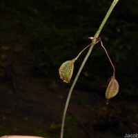 Trichopus zeylanicus Gaertn.